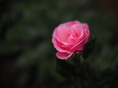 雨の休日に薔薇を飾る
