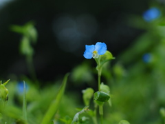野の青