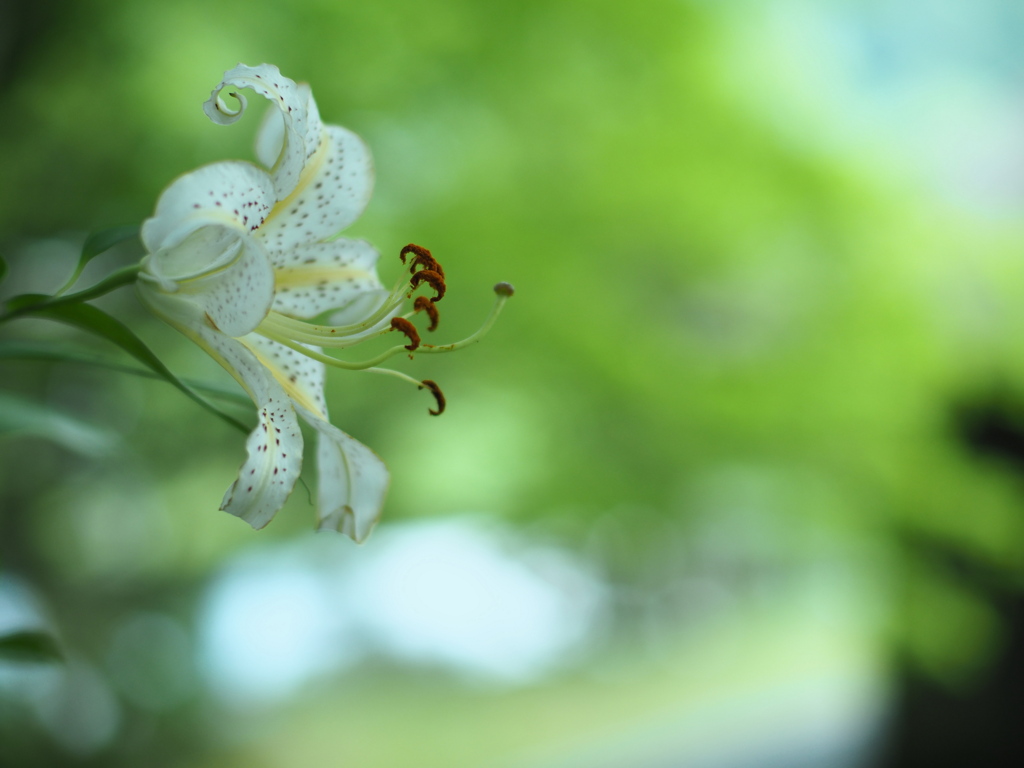 木影の百合