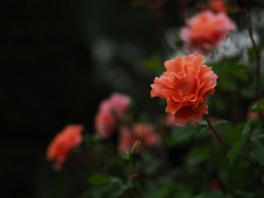 夕色の薔薇
