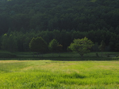 田舎の夏