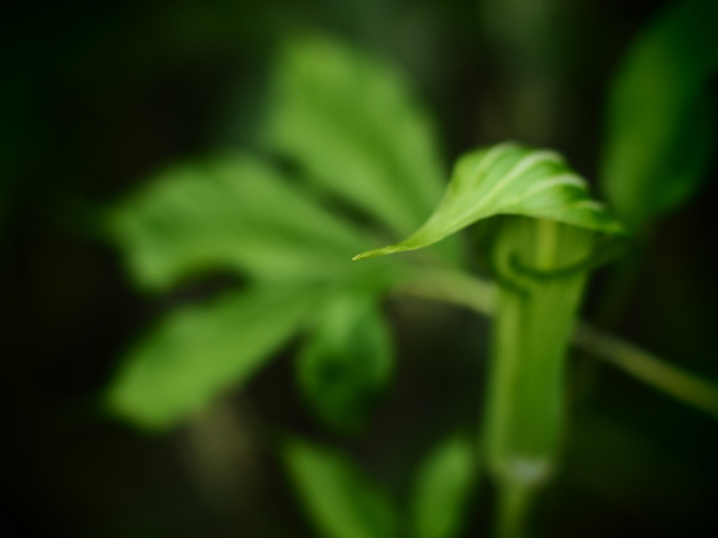 森の花輪クン