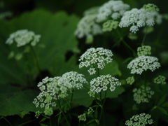 樹下の花