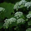 樹下の花