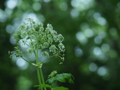 森の繊細