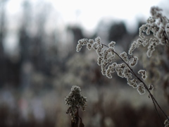 枯森の花