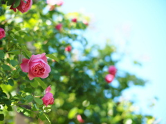 夏空の薔薇