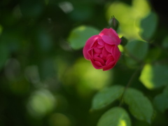 日曜の夜に薔薇を飾る