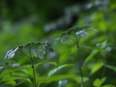 紫のおもひで