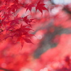 紅の影