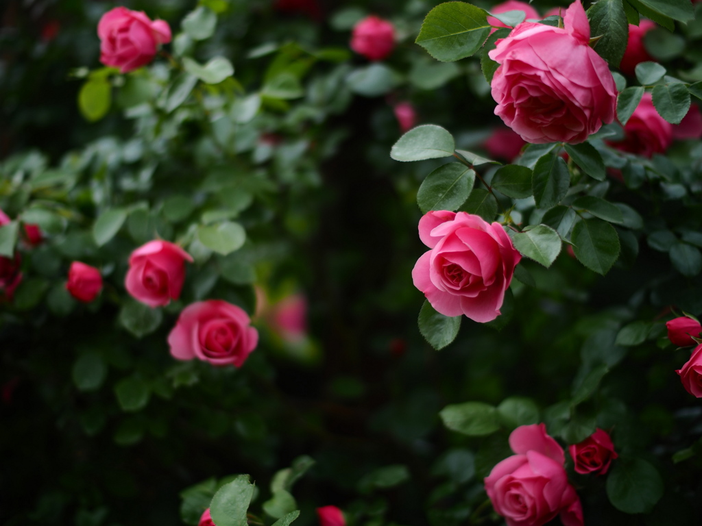 厚別薔薇祭開催