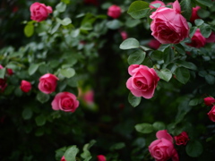 厚別薔薇祭開催