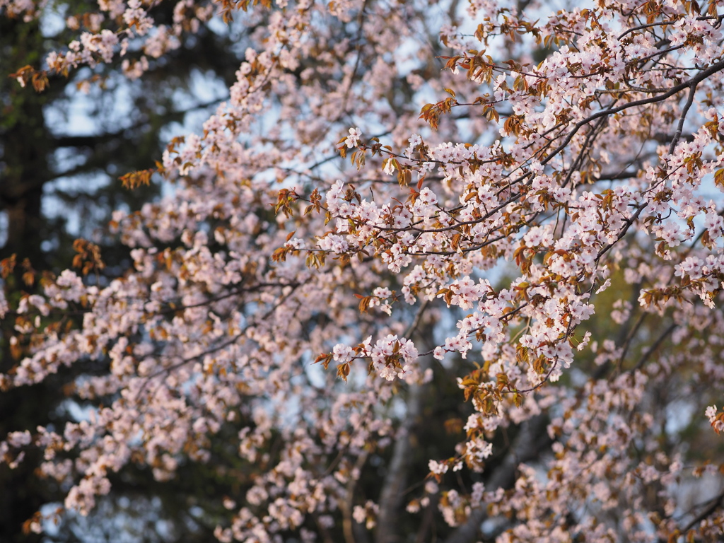 北に咲く