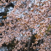 北に咲く