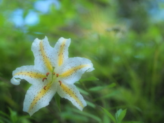 遠い夏の日の匂い