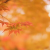 紅・散り際