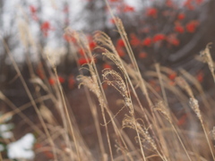 枯野に紅を差す