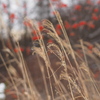 枯野に紅を差す