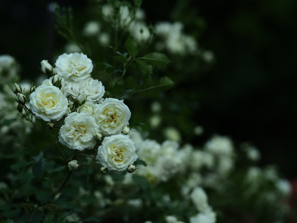 七夕に薔薇