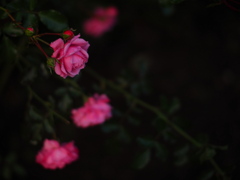 雨夜の薔薇