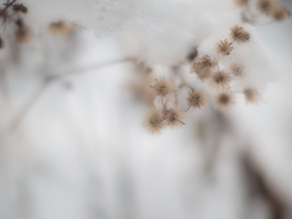 冬の花束