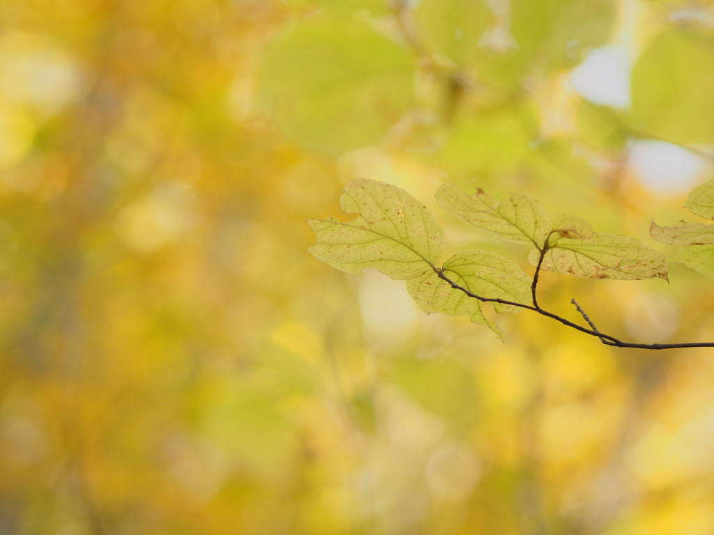 透き通っていく世界