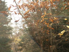 時雨の光