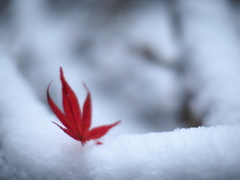 雪紅葉