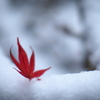 雪紅葉