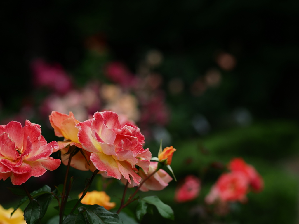 色放つ薔薇
