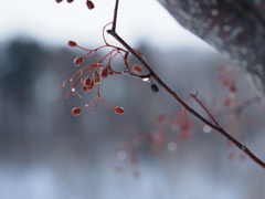 冬の雫