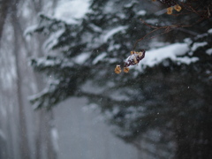 雪中花