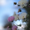 寒空秋桜
