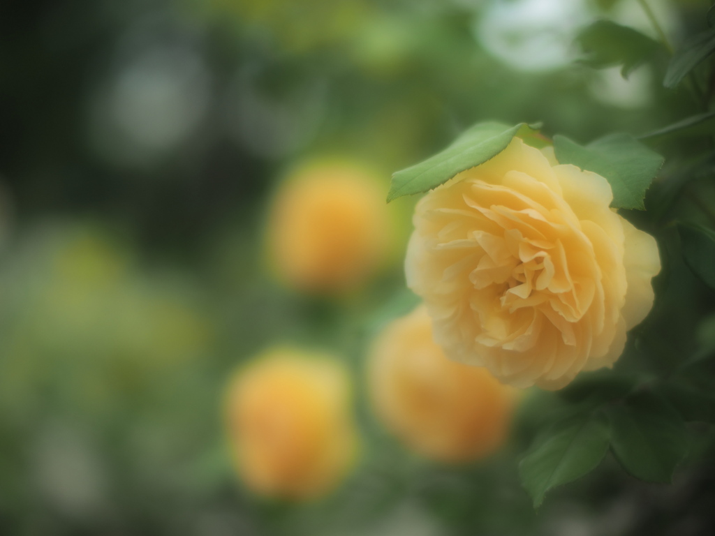 安息の夜に薔薇を
