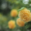 安息の夜に薔薇を