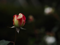 咲
