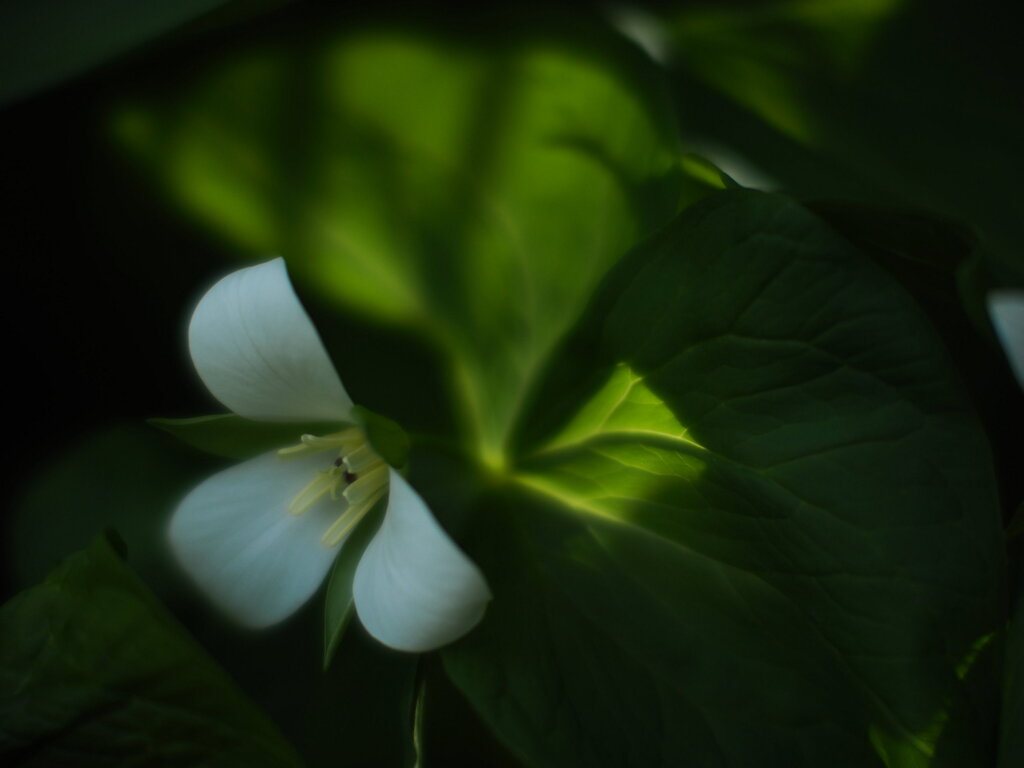 緑光の花