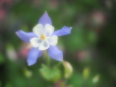 去って行った花