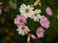 終焉・秋桜