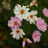 終焉・秋桜