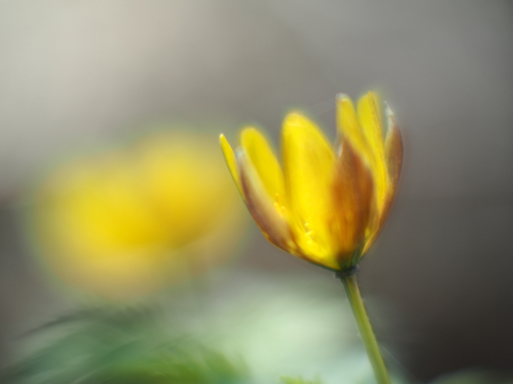 光の花