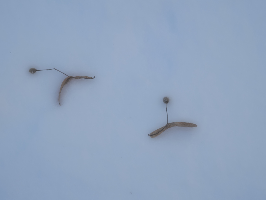 雪上の伝言