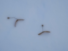 雪上の伝言