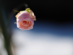 心象の薔薇