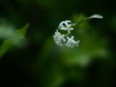 緑光の花