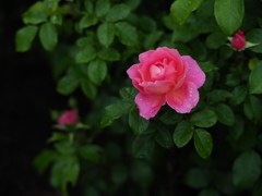 金曜の宵に薔薇を