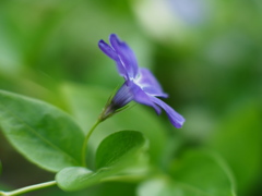 薔薇園の紫