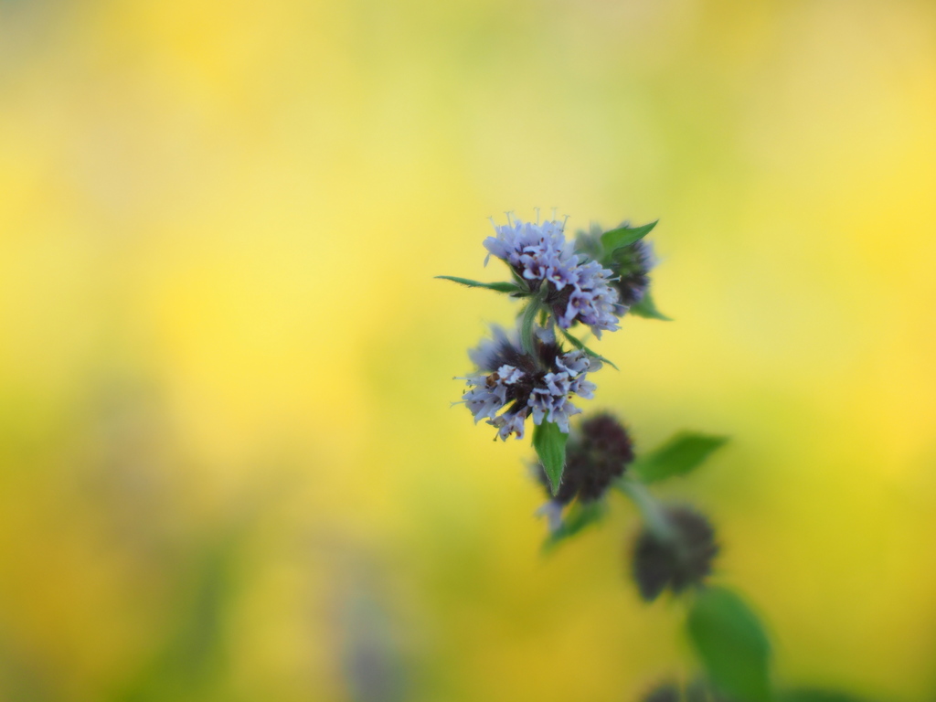 農園の花