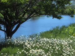 岸辺の花園