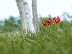 風の中朽ちて行く花